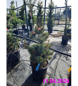 Pinus parviflora 'Negishi' C 10 L
